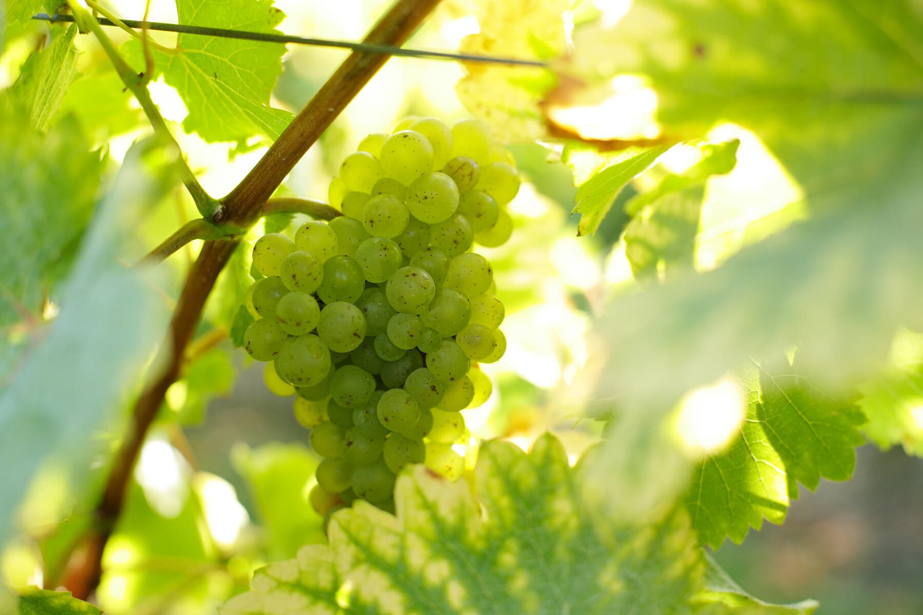 Pine Ridge Vineyards
